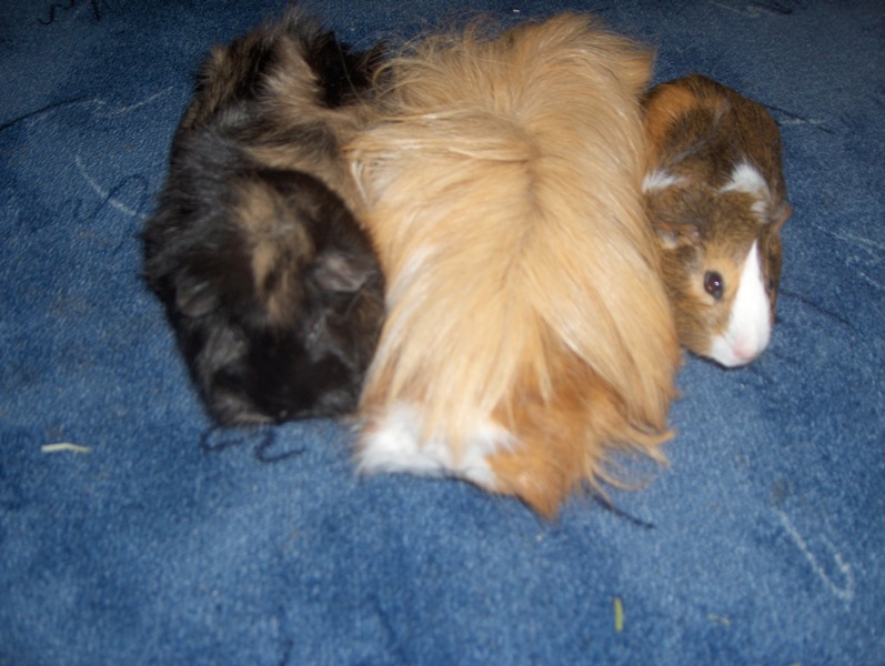 morcata